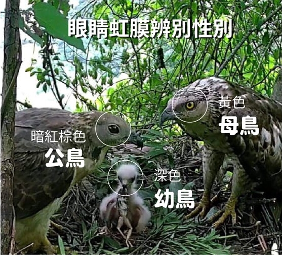 蜂鷹公母比較 蜂鷹公母比較