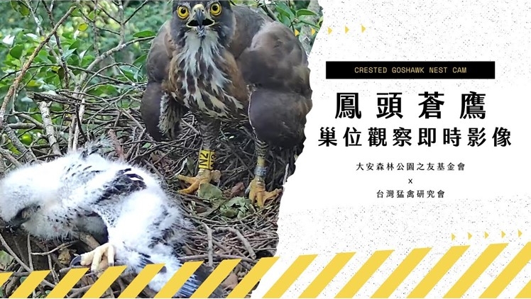 鳳頭蒼鷹巢位直播 鳳頭蒼鷹巢位直播