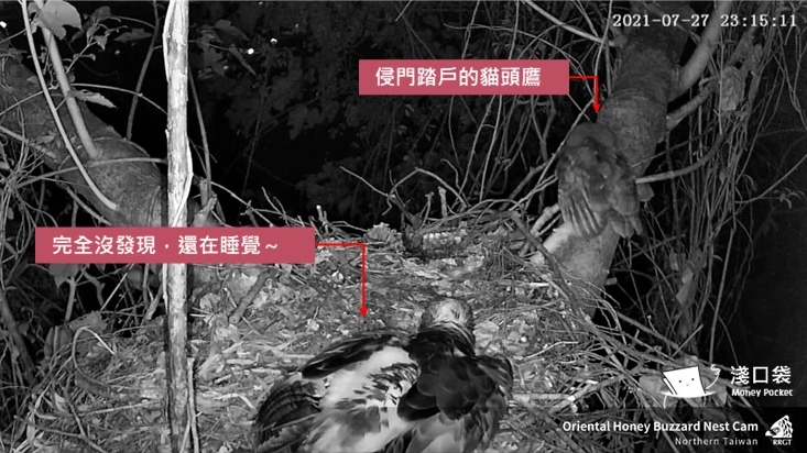 侵門踏戶的貓頭鷹