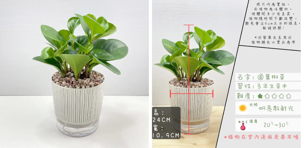 小品文化圓葉椒草4吋盆栽